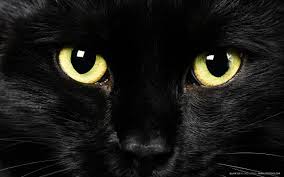 Gato negro ojos amarillos